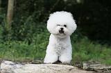 BICHON FRISE 165